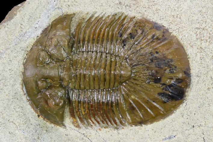 Scabriscutellum Trilobite - Morocco #160774